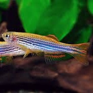 Danio kyathit L @